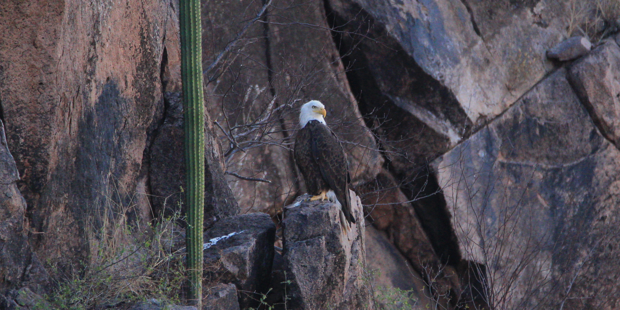 Bringing the Endangered Bald Eagle back to Sonora, Mexico