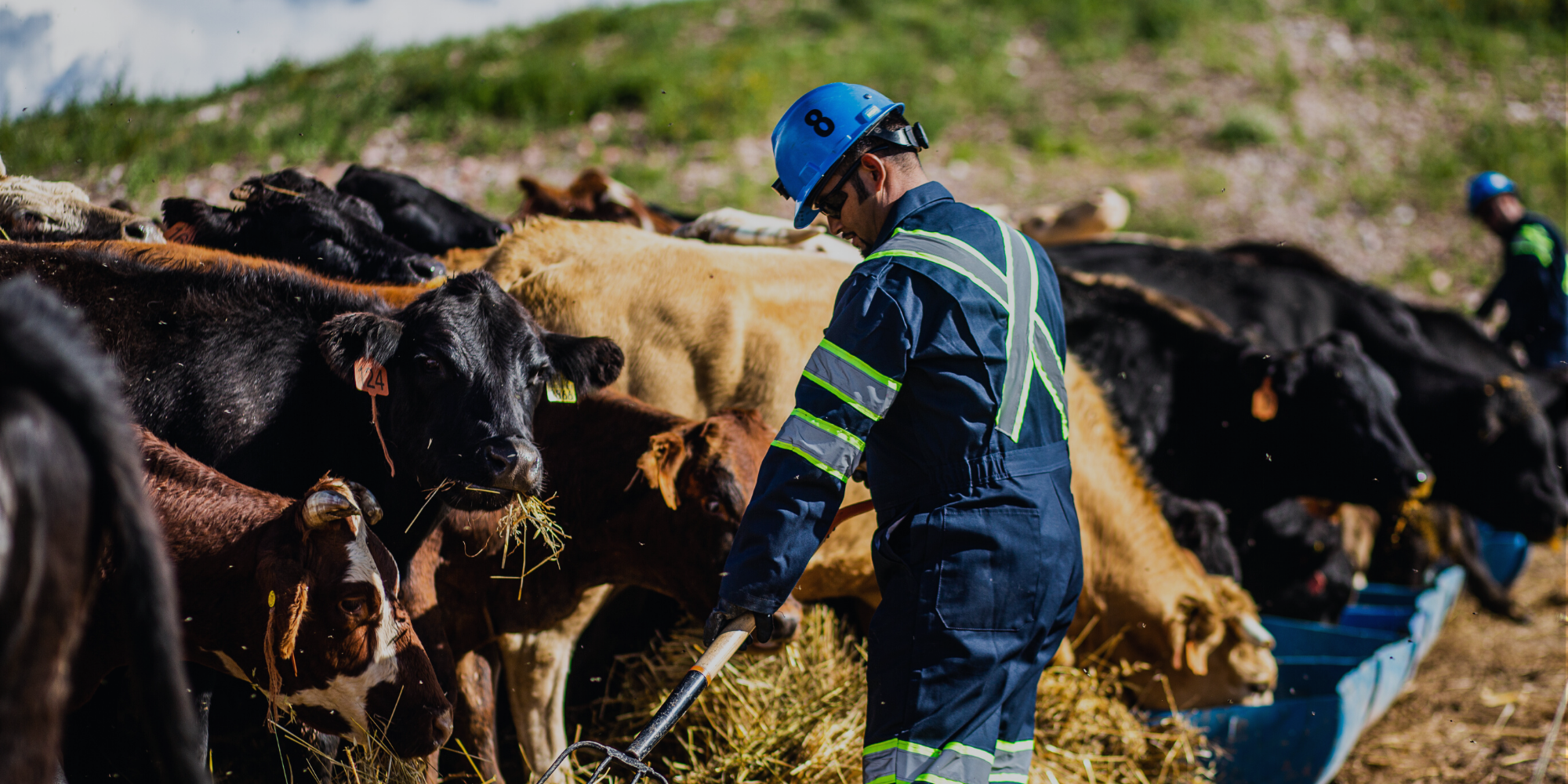 Our Cows Are Green